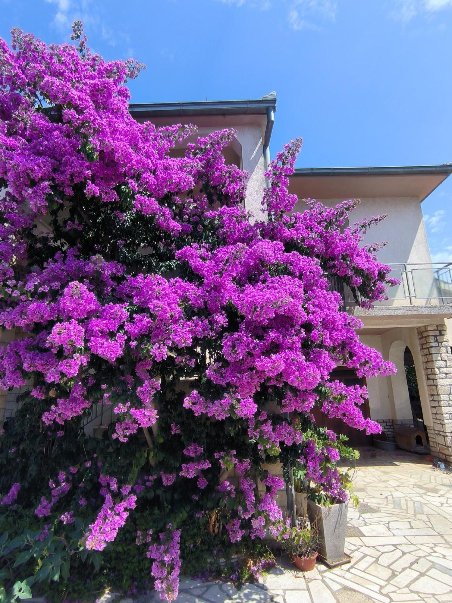 Apartments Villa Rosa Rovinj Eksteriør bilde